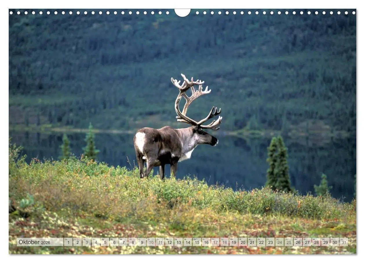 Bild: 9783516134742 | Wildes Alaska Christian Heeb (Wandkalender 2026 DIN A3 quer),...