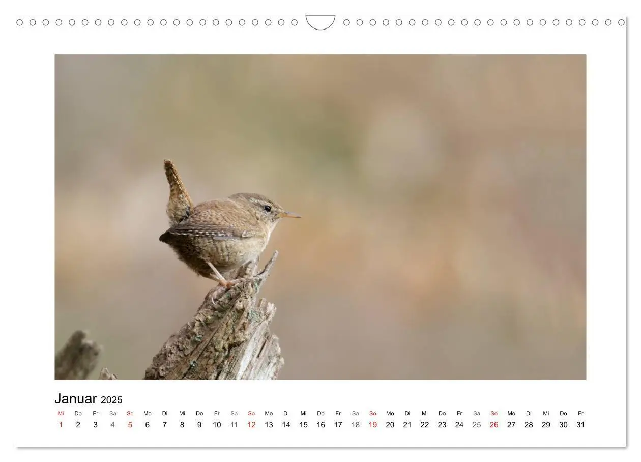 Bild: 9783435704842 | Artisten in Federn - Vögel unserer Gärten (Wandkalender 2025 DIN A3...