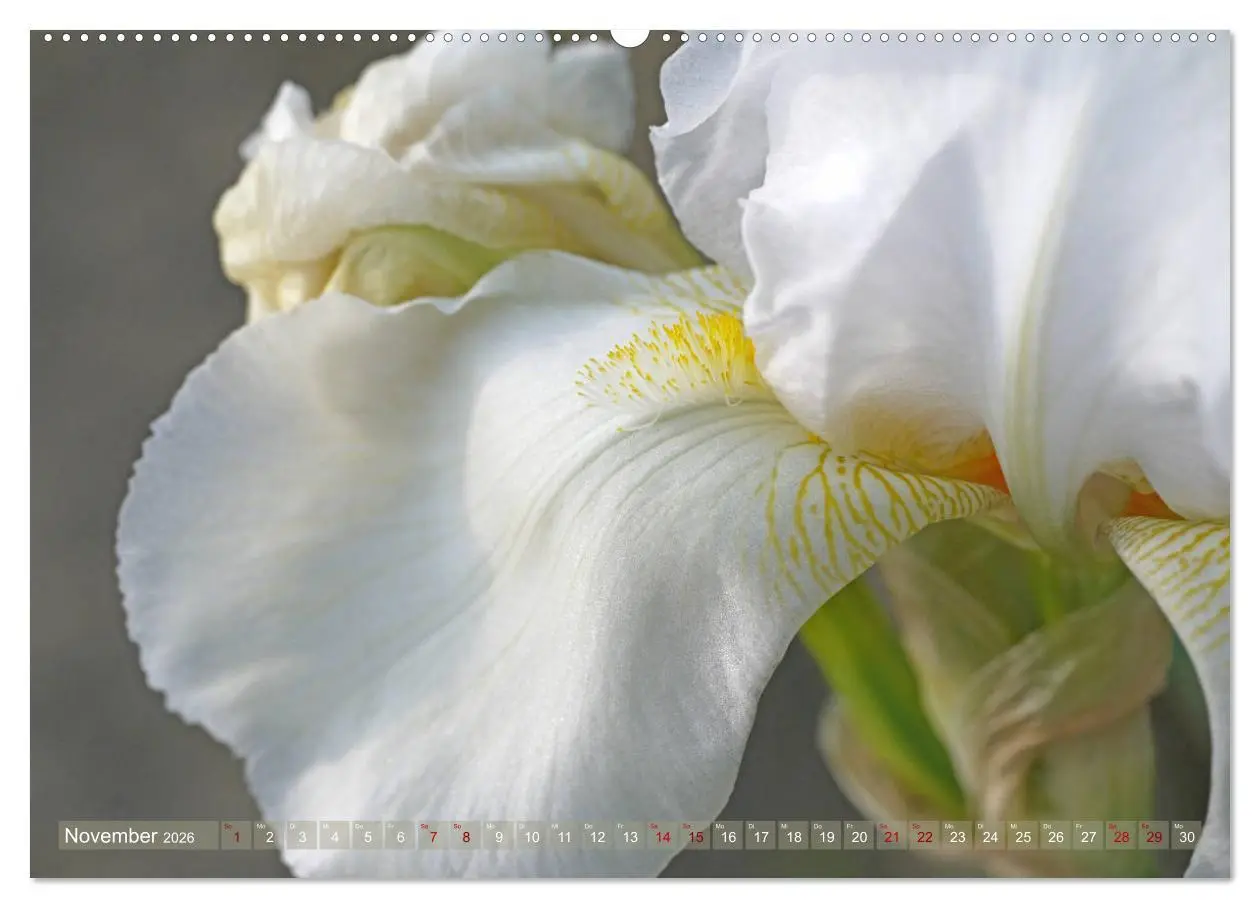 Bild: 9783457724842 | Iris - mondäne Gartenschönheit (hochwertiger Premium Wandkalender...
