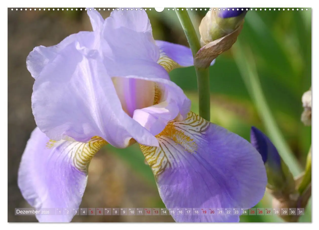 Bild: 9783457724842 | Iris - mondäne Gartenschönheit (hochwertiger Premium Wandkalender...
