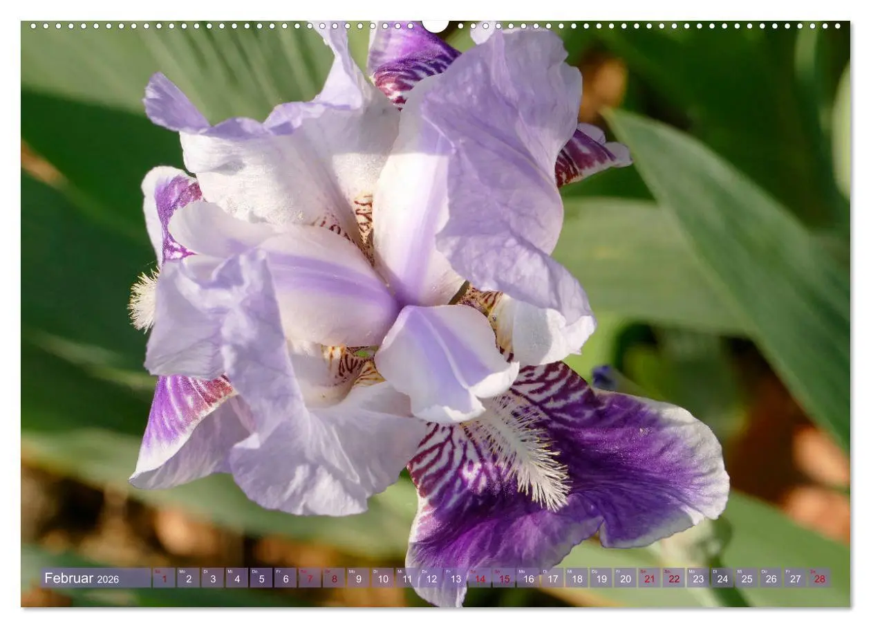 Bild: 9783457724842 | Iris - mondäne Gartenschönheit (hochwertiger Premium Wandkalender...