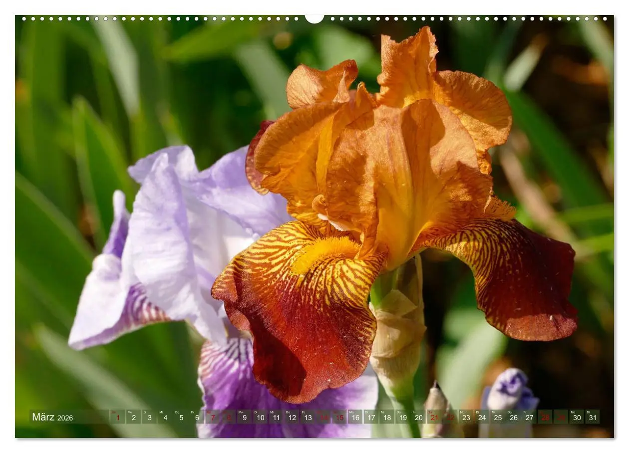 Bild: 9783457724842 | Iris - mondäne Gartenschönheit (hochwertiger Premium Wandkalender...