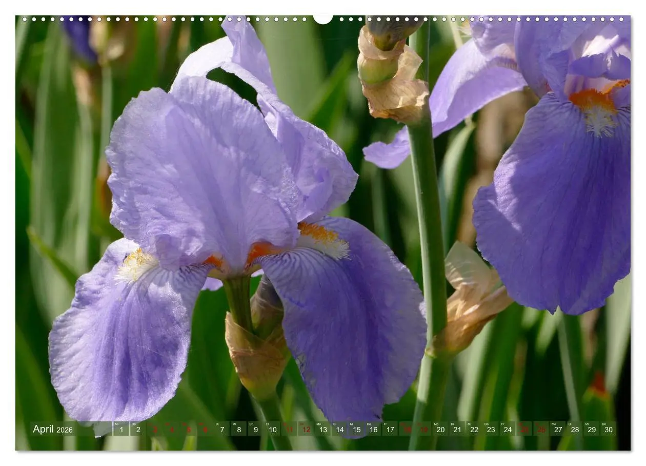 Bild: 9783457724842 | Iris - mondäne Gartenschönheit (hochwertiger Premium Wandkalender...