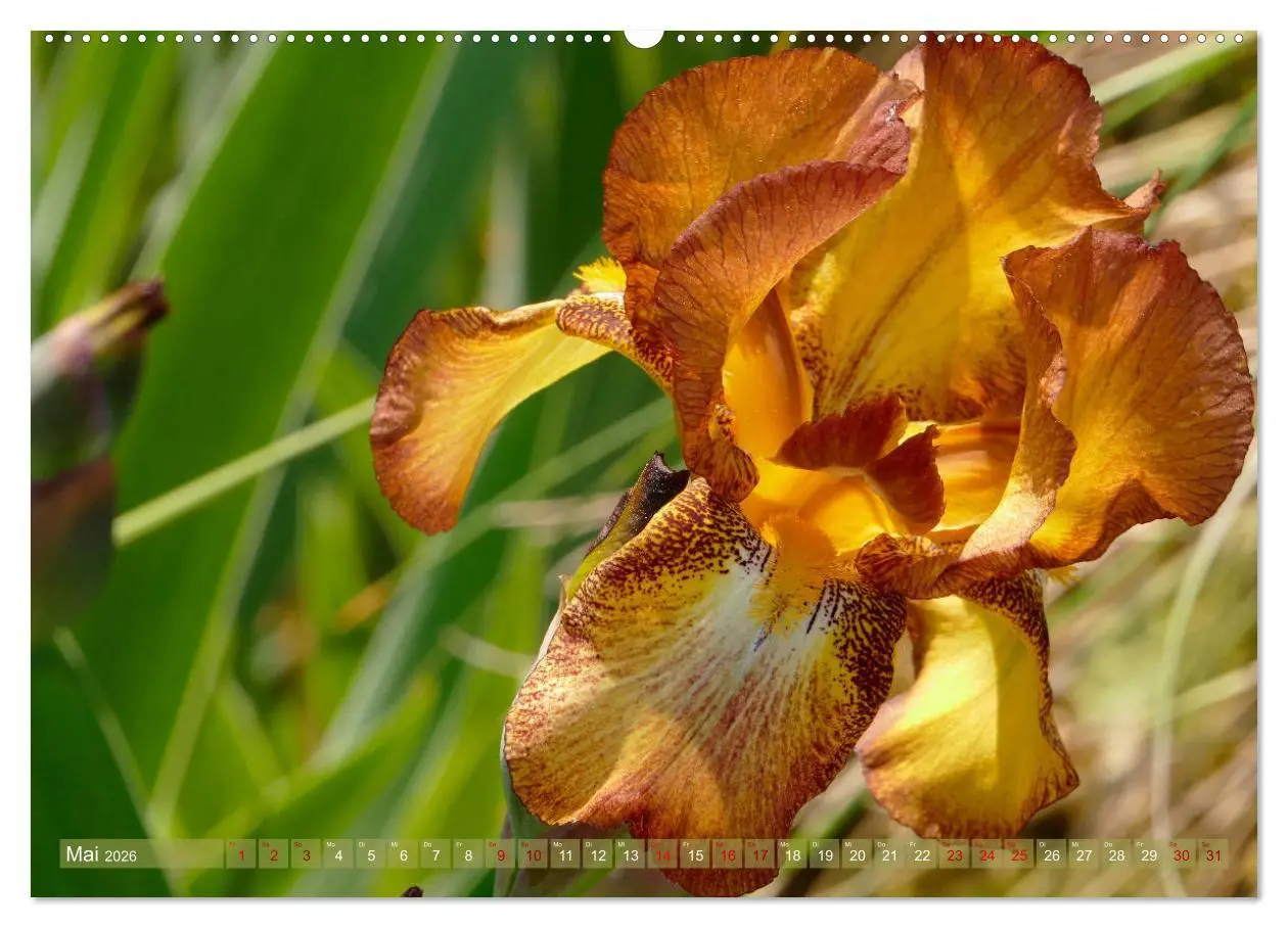 Bild: 9783457724842 | Iris - mondäne Gartenschönheit (hochwertiger Premium Wandkalender...