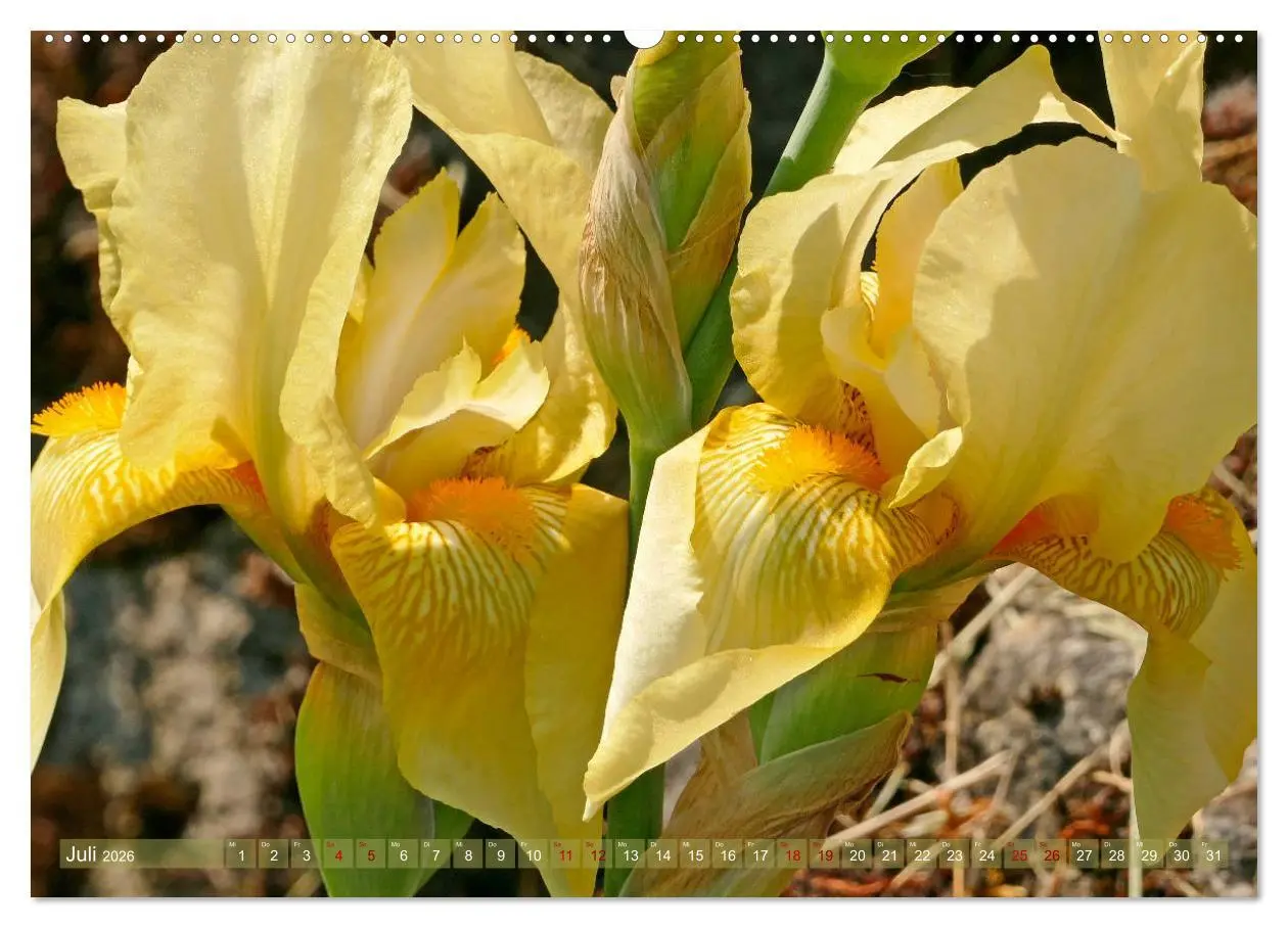 Bild: 9783457724842 | Iris - mondäne Gartenschönheit (hochwertiger Premium Wandkalender...