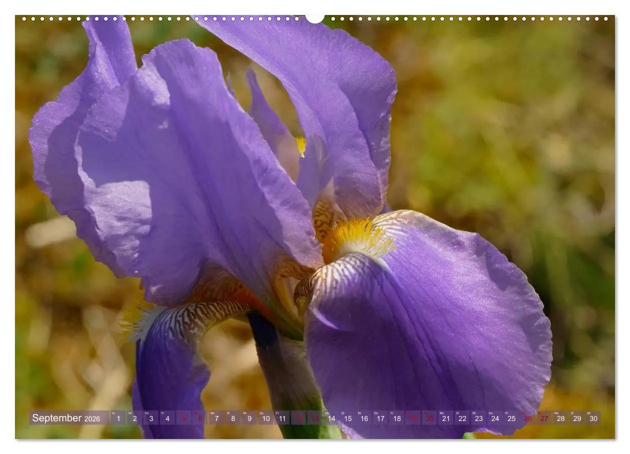 Bild: 9783457724842 | Iris - mondäne Gartenschönheit (hochwertiger Premium Wandkalender...