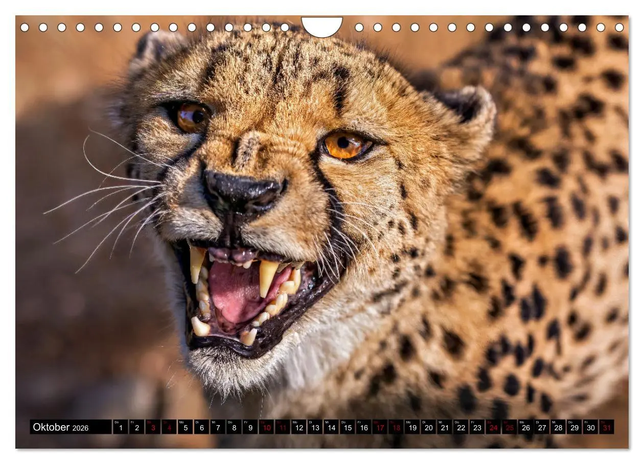 Bild: 9783457264942 | Afrikas Tierwelt - Geparde (Wandkalender 2026 DIN A4 quer),...