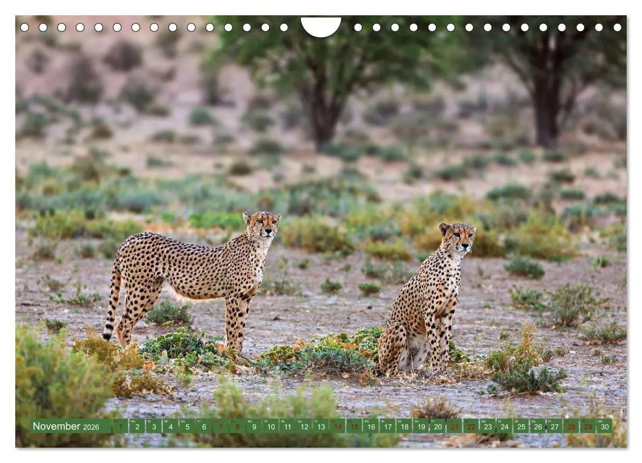 Bild: 9783457264942 | Afrikas Tierwelt - Geparde (Wandkalender 2026 DIN A4 quer),...