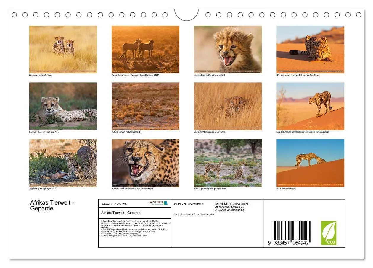 Bild: 9783457264942 | Afrikas Tierwelt - Geparde (Wandkalender 2026 DIN A4 quer),...