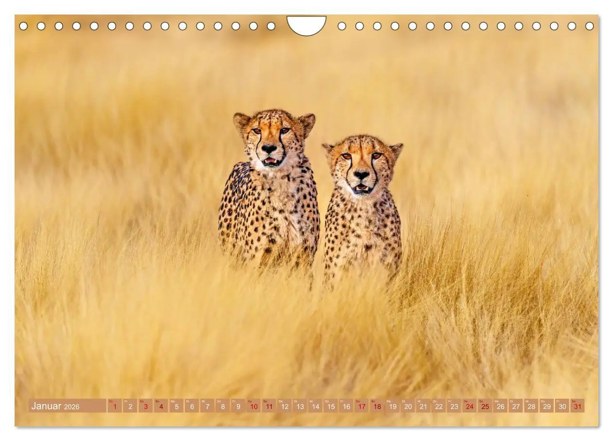 Bild: 9783457264942 | Afrikas Tierwelt - Geparde (Wandkalender 2026 DIN A4 quer),...