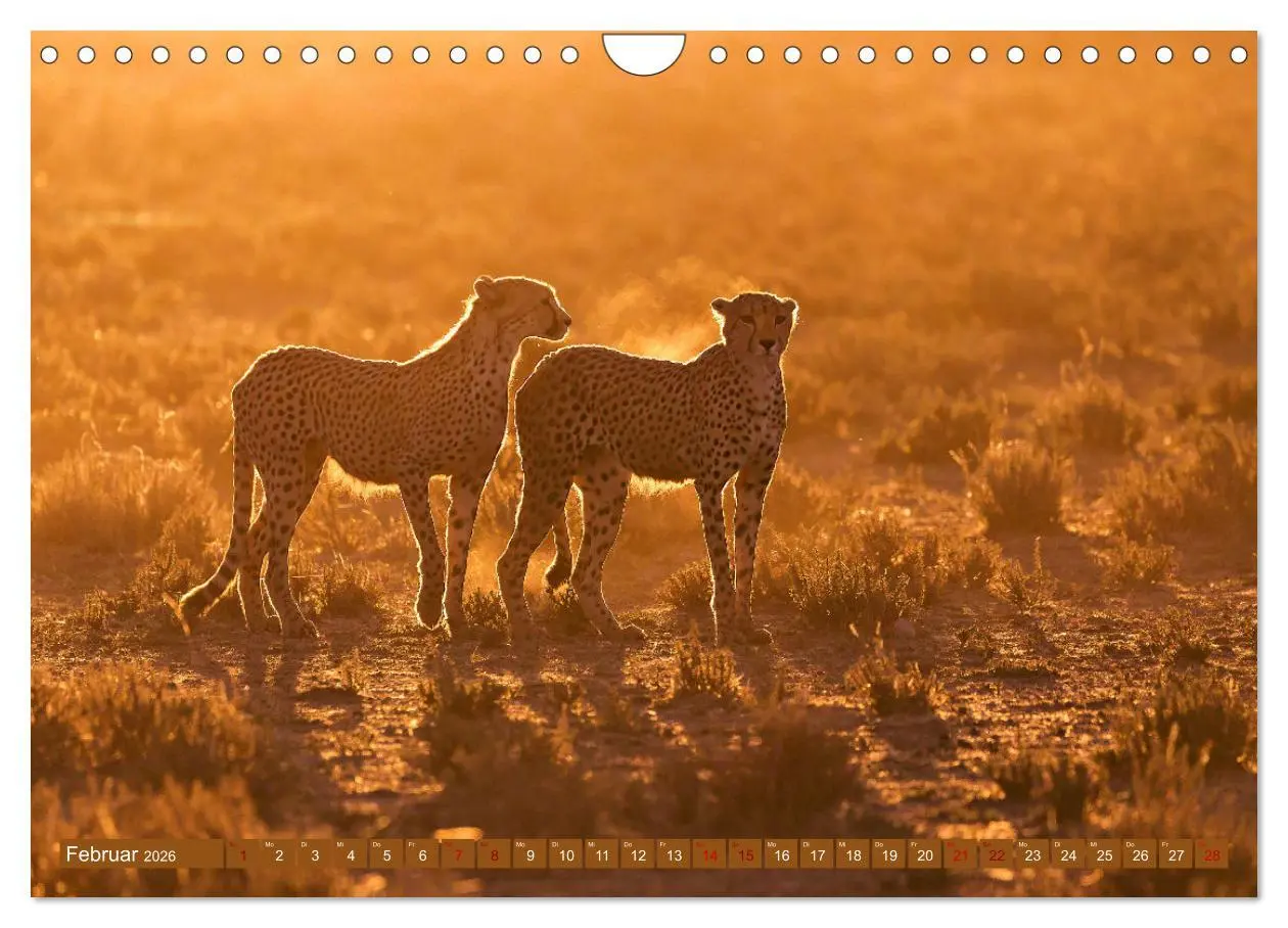 Bild: 9783457264942 | Afrikas Tierwelt - Geparde (Wandkalender 2026 DIN A4 quer),...