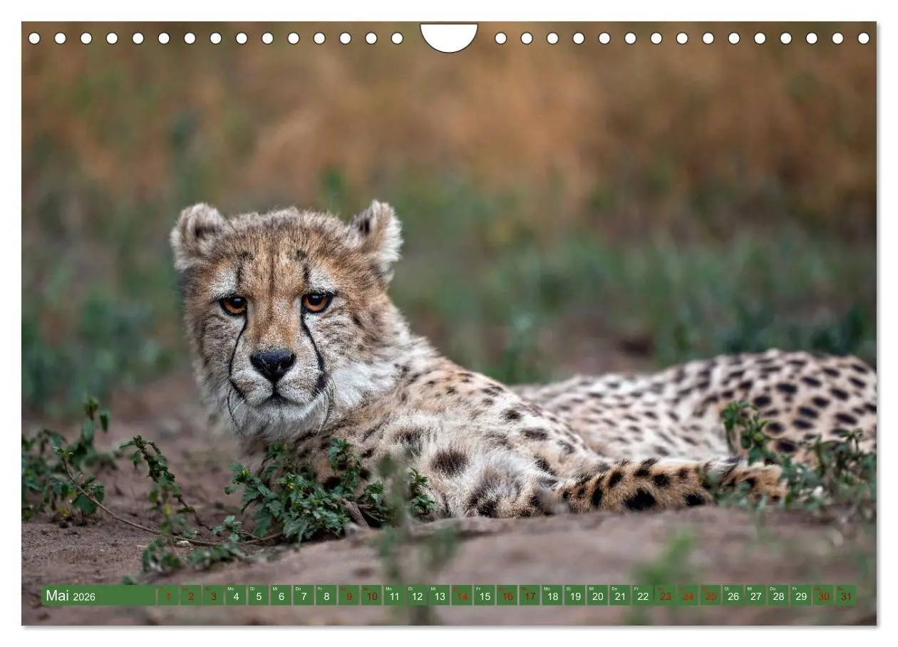 Bild: 9783457264942 | Afrikas Tierwelt - Geparde (Wandkalender 2026 DIN A4 quer),...