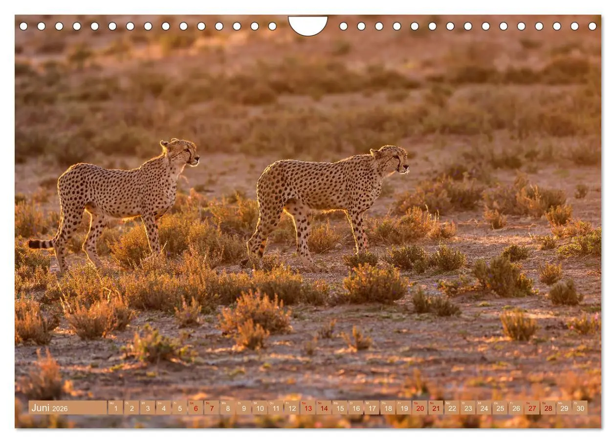 Bild: 9783457264942 | Afrikas Tierwelt - Geparde (Wandkalender 2026 DIN A4 quer),...