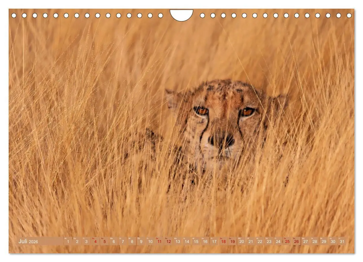 Bild: 9783457264942 | Afrikas Tierwelt - Geparde (Wandkalender 2026 DIN A4 quer),...
