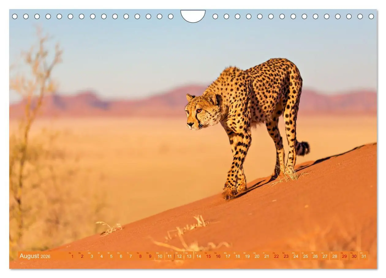 Bild: 9783457264942 | Afrikas Tierwelt - Geparde (Wandkalender 2026 DIN A4 quer),...