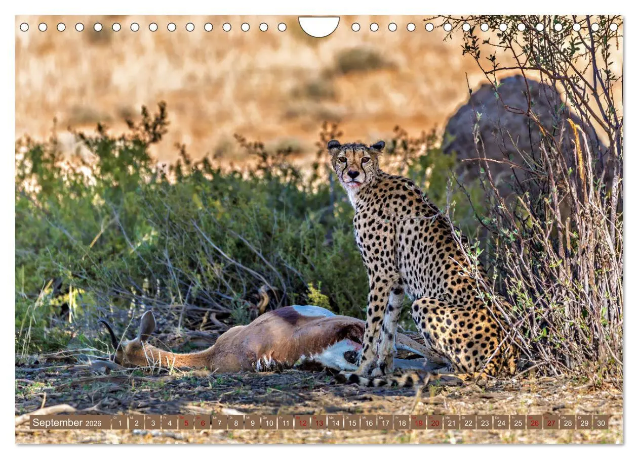 Bild: 9783457264942 | Afrikas Tierwelt - Geparde (Wandkalender 2026 DIN A4 quer),...