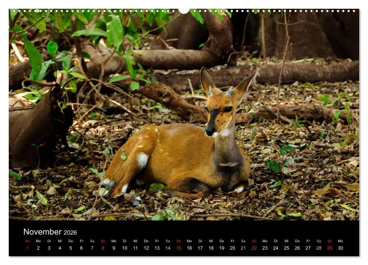 Bild: 9783516114942 | Wildes Afrika (hochwertiger Premium Wandkalender 2026 DIN A2 quer),...