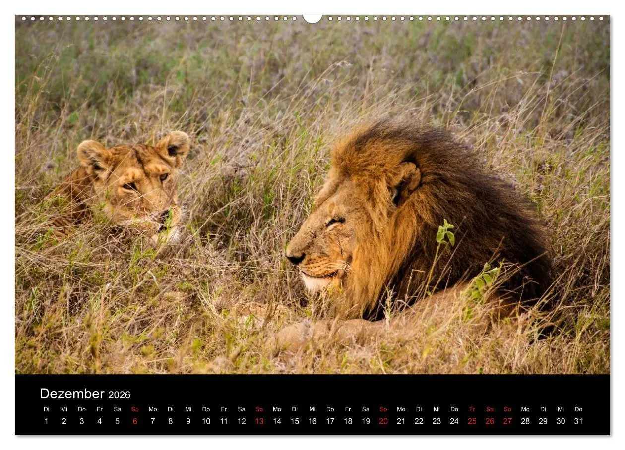 Bild: 9783516114942 | Wildes Afrika (hochwertiger Premium Wandkalender 2026 DIN A2 quer),...
