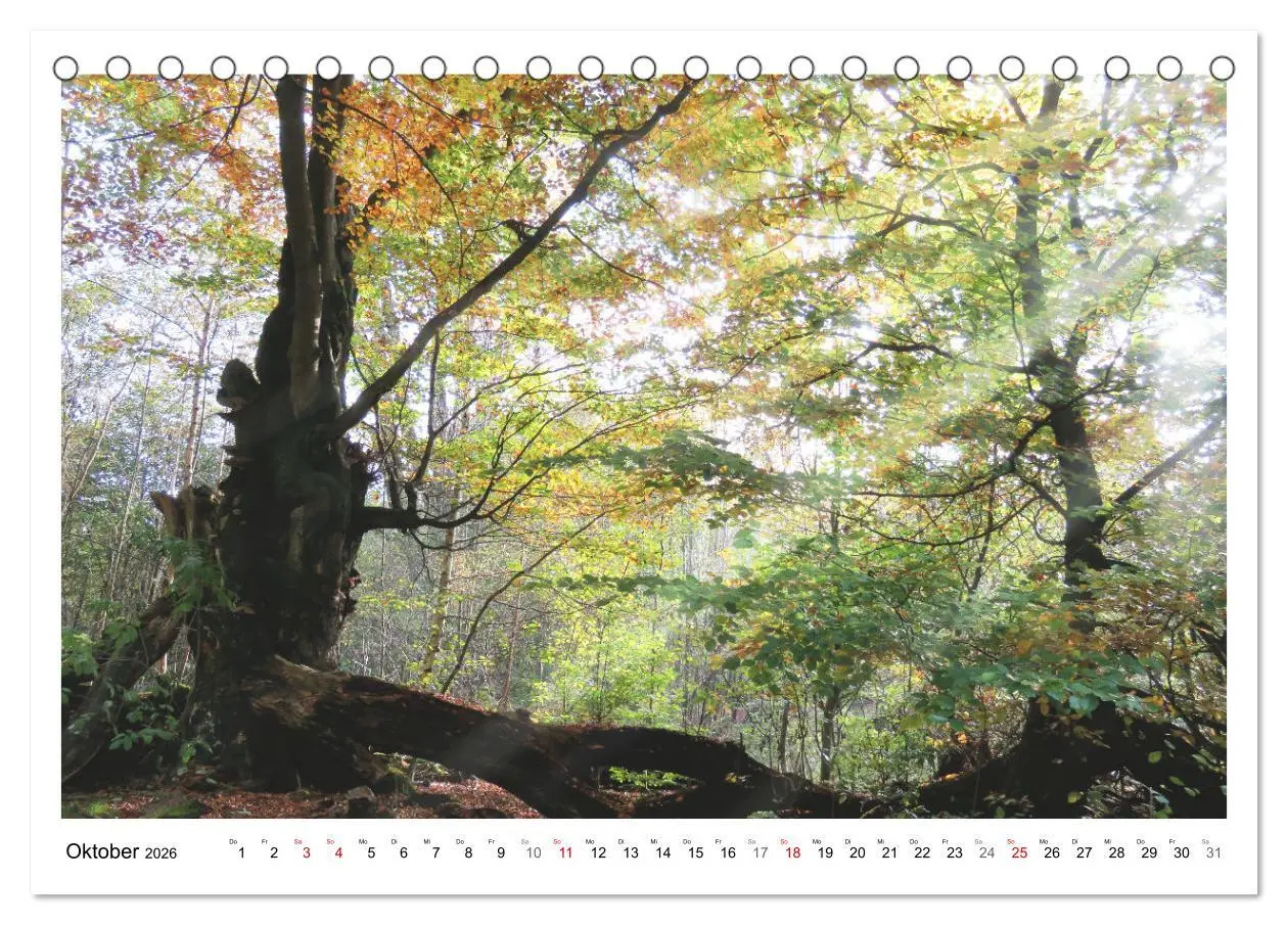 Bild: 9783457915042 | Mein Sehnsuchtsort, der heimische Wald (Tischkalender 2026 DIN A5...