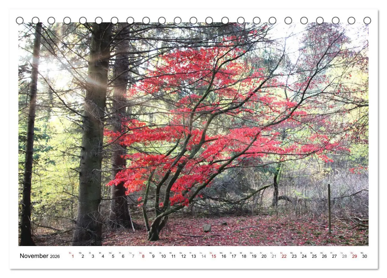 Bild: 9783457915042 | Mein Sehnsuchtsort, der heimische Wald (Tischkalender 2026 DIN A5...