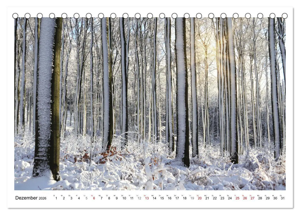 Bild: 9783457915042 | Mein Sehnsuchtsort, der heimische Wald (Tischkalender 2026 DIN A5...
