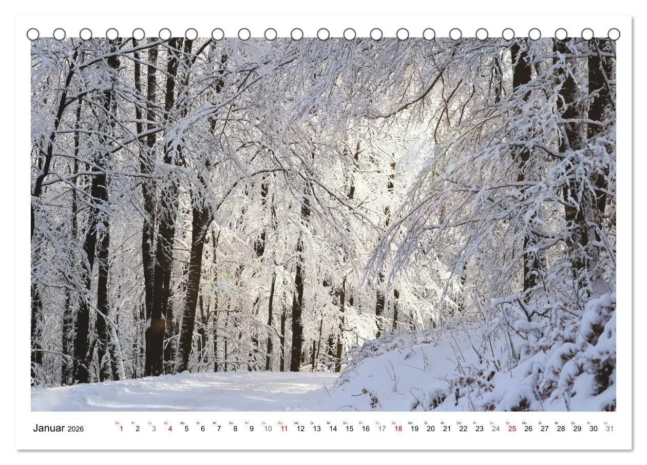 Bild: 9783457915042 | Mein Sehnsuchtsort, der heimische Wald (Tischkalender 2026 DIN A5...