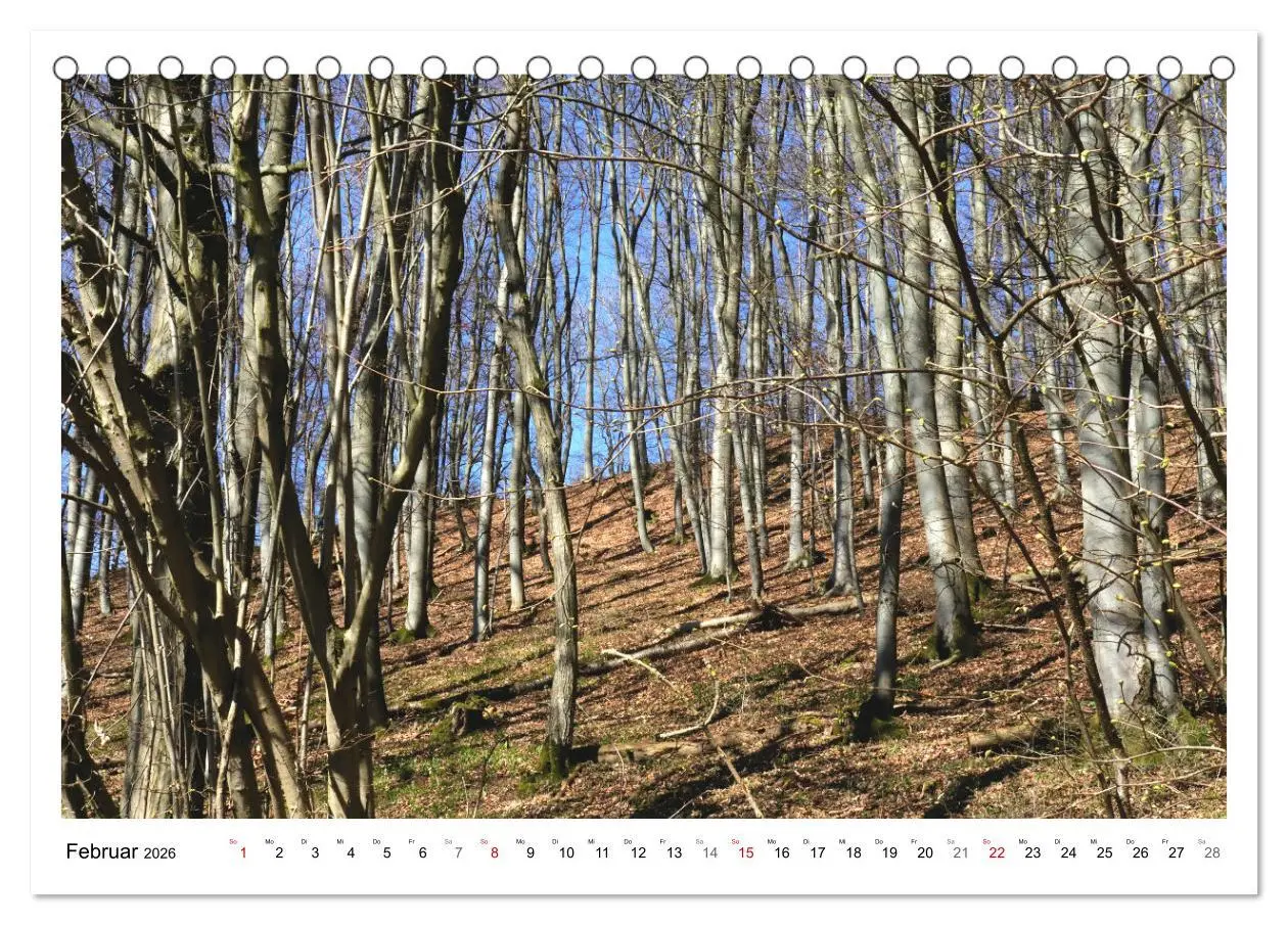 Bild: 9783457915042 | Mein Sehnsuchtsort, der heimische Wald (Tischkalender 2026 DIN A5...