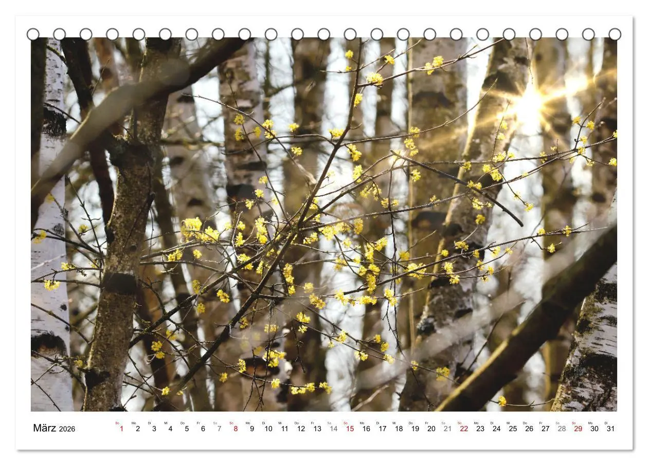 Bild: 9783457915042 | Mein Sehnsuchtsort, der heimische Wald (Tischkalender 2026 DIN A5...