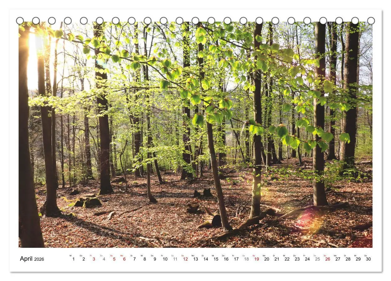 Bild: 9783457915042 | Mein Sehnsuchtsort, der heimische Wald (Tischkalender 2026 DIN A5...