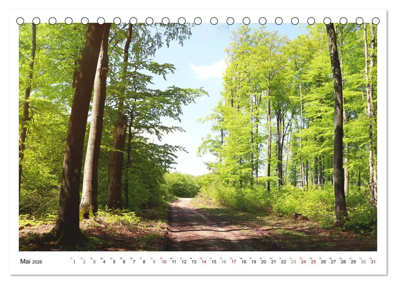 Bild: 9783457915042 | Mein Sehnsuchtsort, der heimische Wald (Tischkalender 2026 DIN A5...