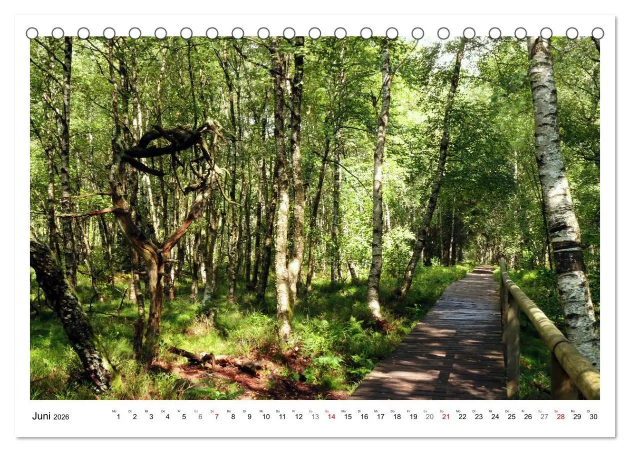 Bild: 9783457915042 | Mein Sehnsuchtsort, der heimische Wald (Tischkalender 2026 DIN A5...