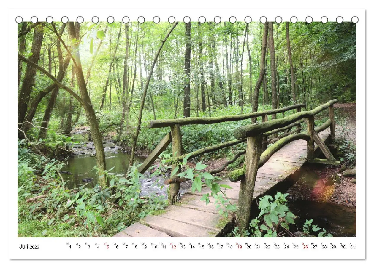 Bild: 9783457915042 | Mein Sehnsuchtsort, der heimische Wald (Tischkalender 2026 DIN A5...