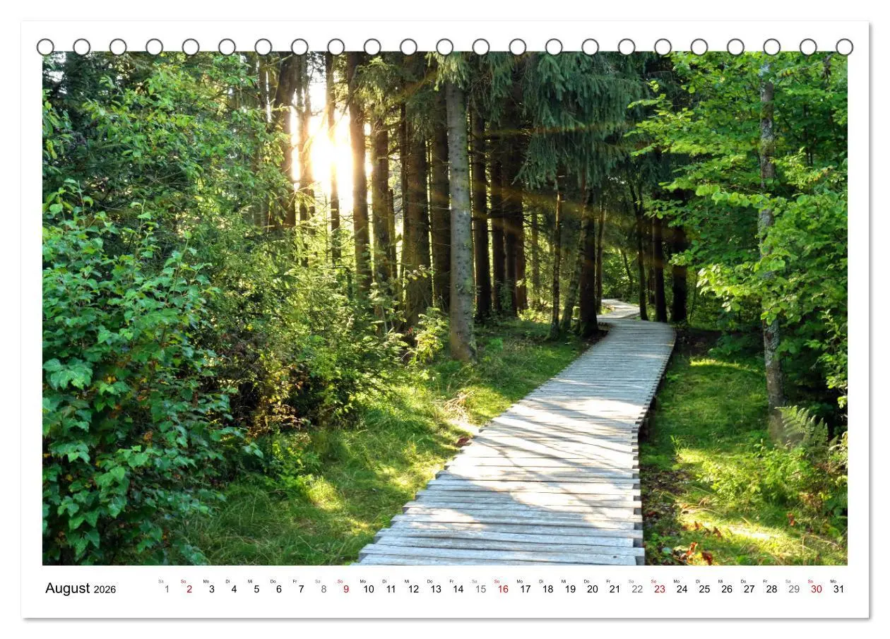 Bild: 9783457915042 | Mein Sehnsuchtsort, der heimische Wald (Tischkalender 2026 DIN A5...