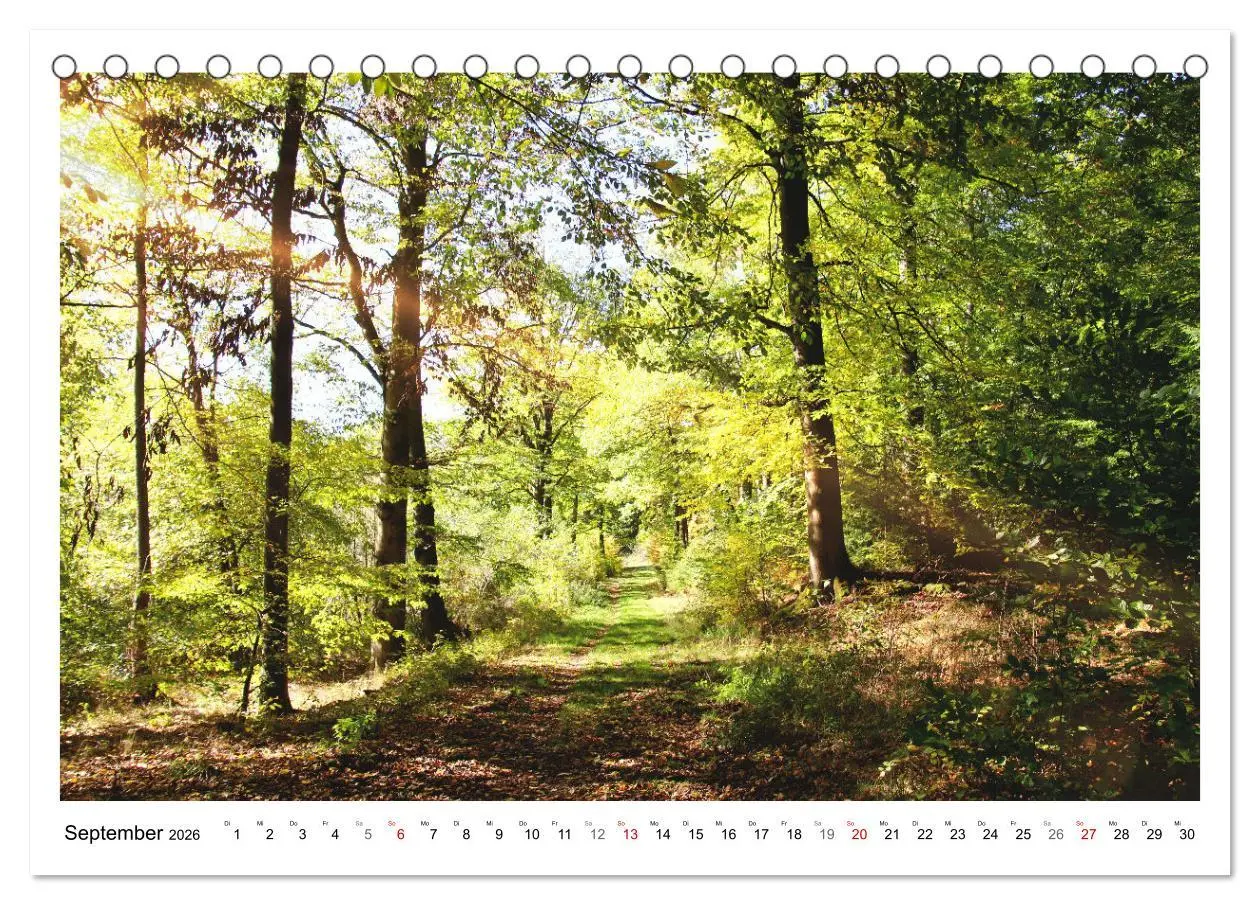 Bild: 9783457915042 | Mein Sehnsuchtsort, der heimische Wald (Tischkalender 2026 DIN A5...