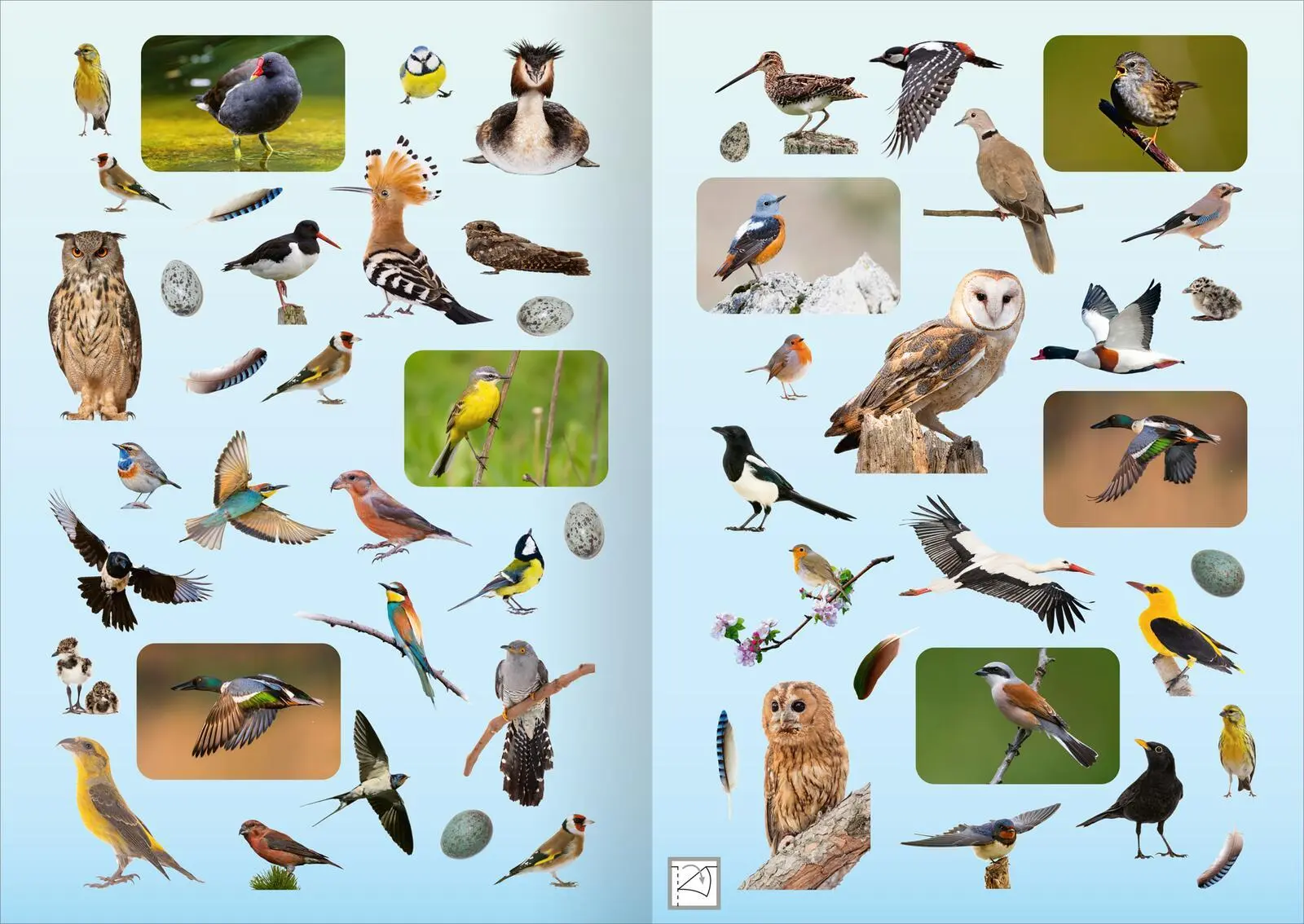 Bild: 4014489135142 | Naturforscher-Kids - Fotosticker Vögel | Über 200 Sticker | Broschüre