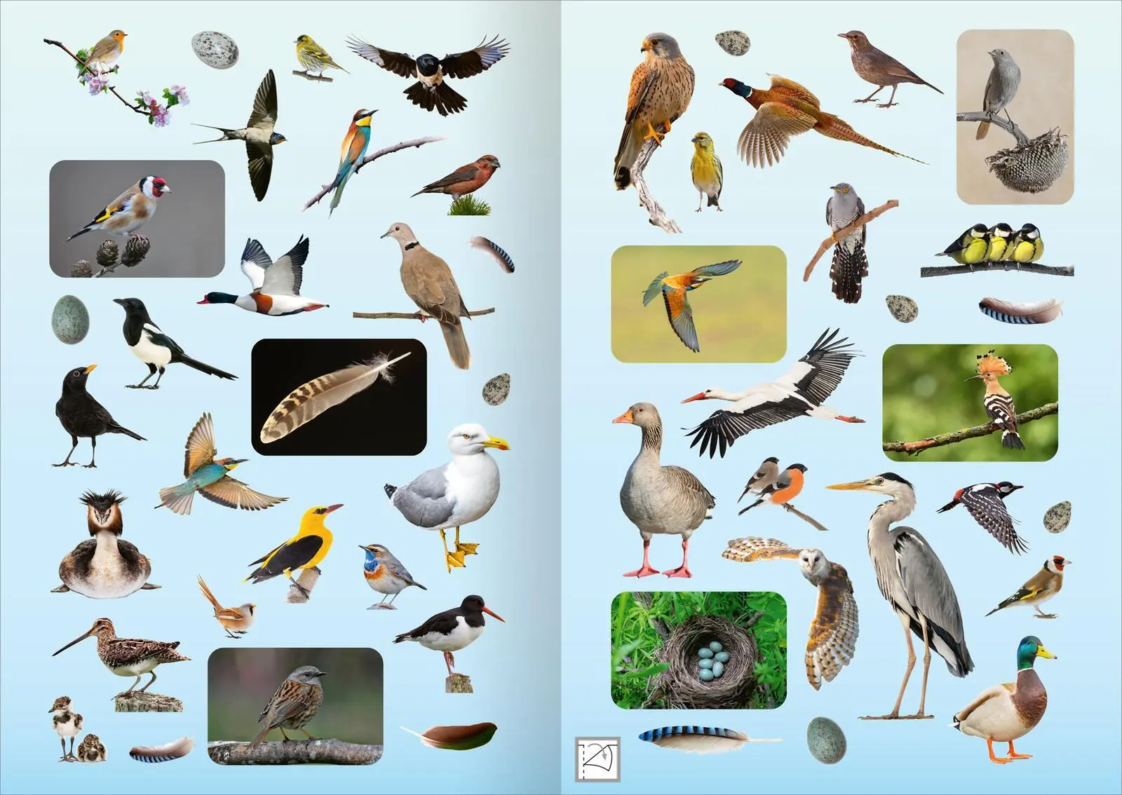 Bild: 4014489135142 | Naturforscher-Kids - Fotosticker Vögel | Über 200 Sticker | Broschüre