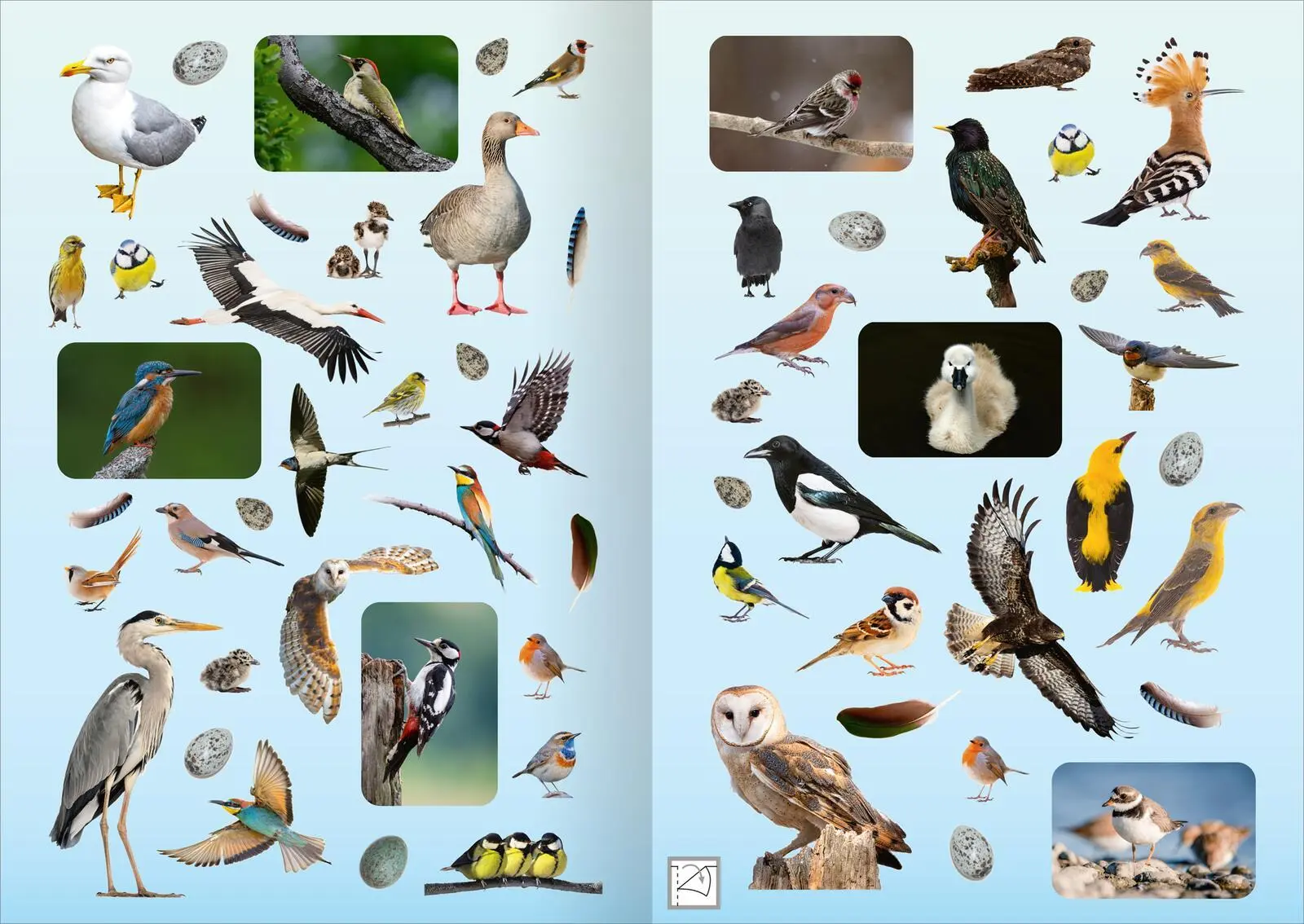 Bild: 4014489135142 | Naturforscher-Kids - Fotosticker Vögel | Über 200 Sticker | Broschüre