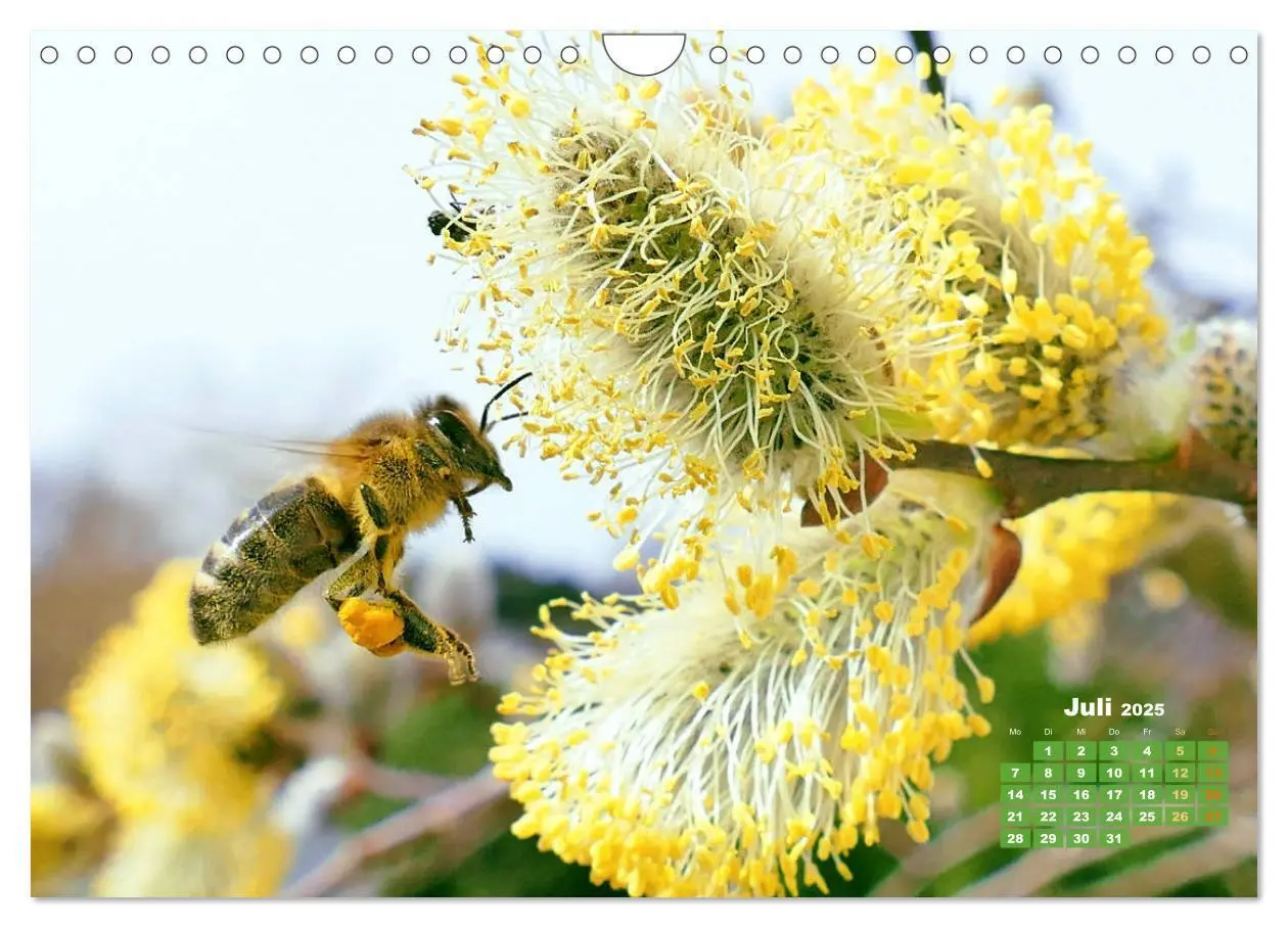Bild: 9783435125142 | Ein Leben für den Honig - Bienen und Imker (Wandkalender 2025 DIN...
