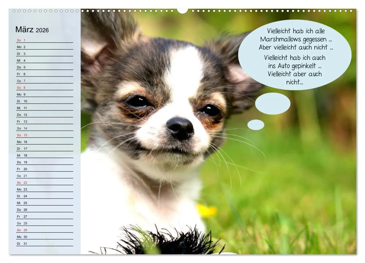 Bild: 9783457755242 | Hurra! Wir gehen Gassi! Abenteuer mit dem Hund! (Wandkalender 2026...