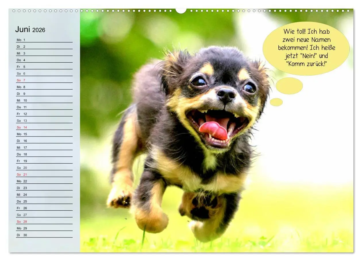 Bild: 9783457755242 | Hurra! Wir gehen Gassi! Abenteuer mit dem Hund! (Wandkalender 2026...
