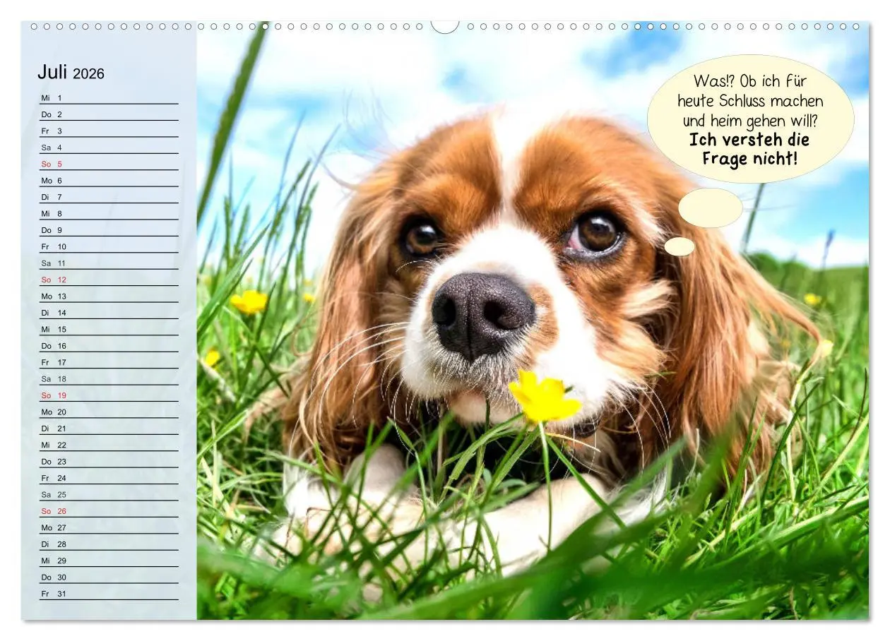 Bild: 9783457755242 | Hurra! Wir gehen Gassi! Abenteuer mit dem Hund! (Wandkalender 2026...