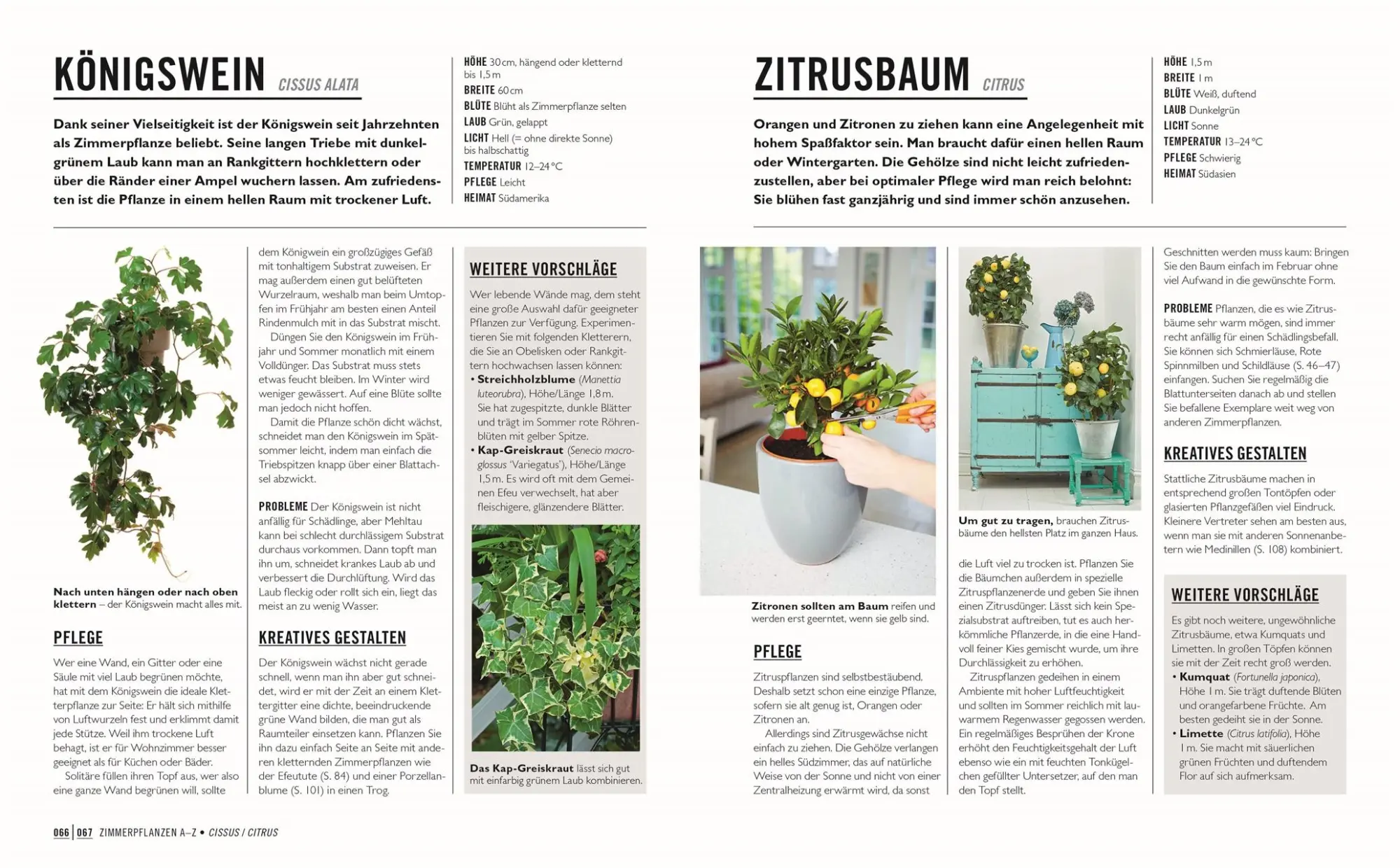 Bild: 9783831045242 | Grünes Gartenwissen. Die schönsten Zimmerpflanzen | Tamsin Westhorpe