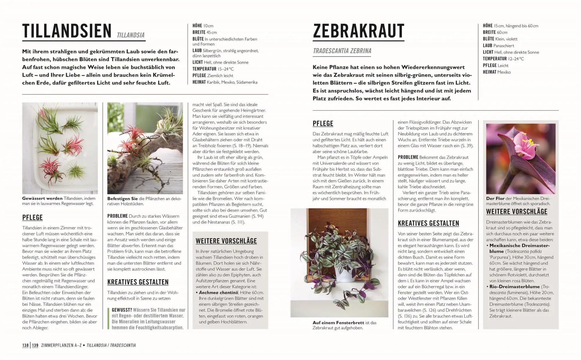 Bild: 9783831045242 | Grünes Gartenwissen. Die schönsten Zimmerpflanzen | Tamsin Westhorpe
