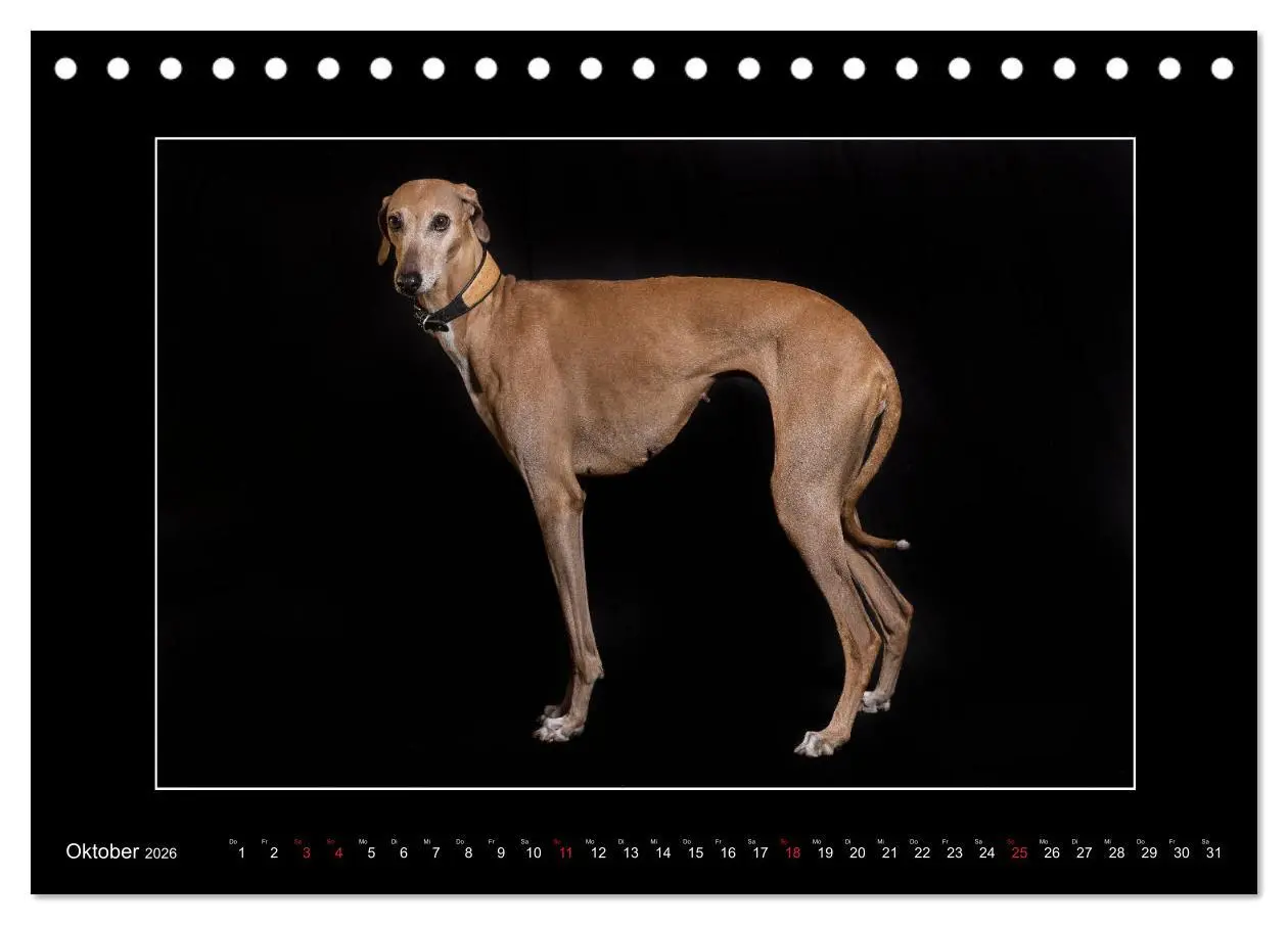 Bild: 9783457745342 | Windhunde - Schnelle Schönheiten (Tischkalender 2026 DIN A5 quer),...