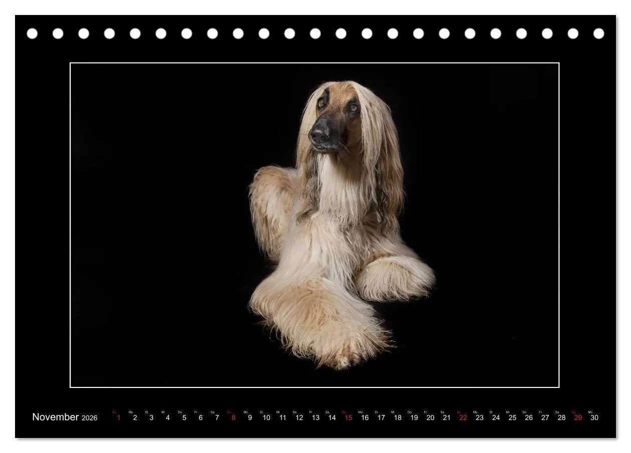 Bild: 9783457745342 | Windhunde - Schnelle Schönheiten (Tischkalender 2026 DIN A5 quer),...