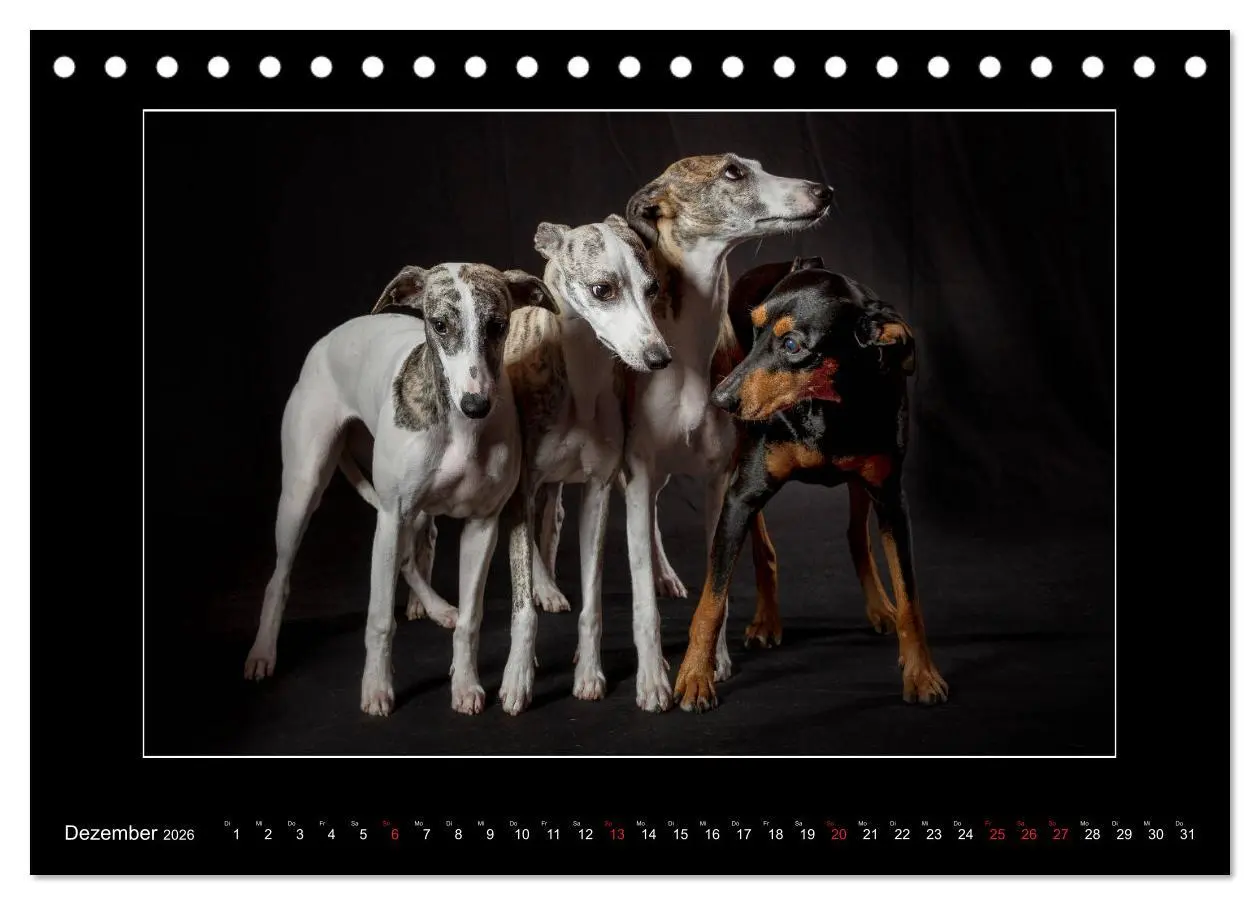 Bild: 9783457745342 | Windhunde - Schnelle Schönheiten (Tischkalender 2026 DIN A5 quer),...