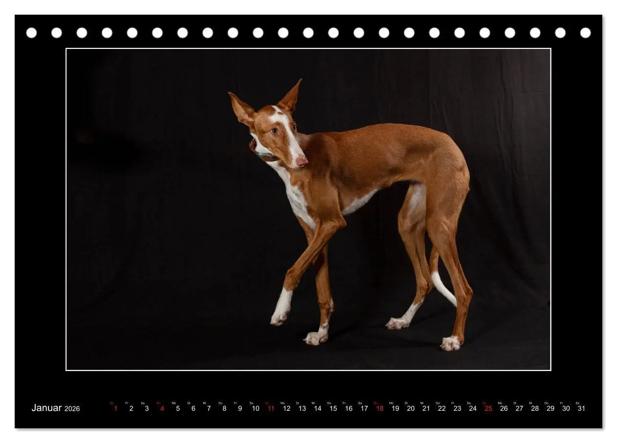 Bild: 9783457745342 | Windhunde - Schnelle Schönheiten (Tischkalender 2026 DIN A5 quer),...