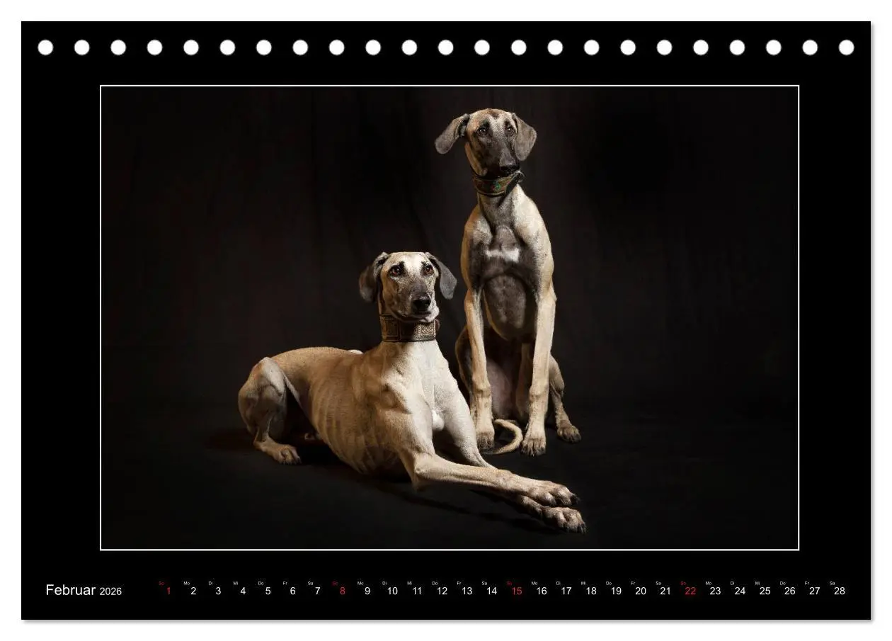 Bild: 9783457745342 | Windhunde - Schnelle Schönheiten (Tischkalender 2026 DIN A5 quer),...