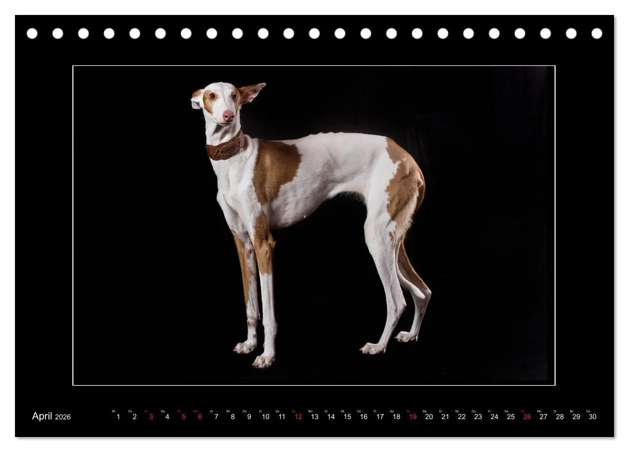 Bild: 9783457745342 | Windhunde - Schnelle Schönheiten (Tischkalender 2026 DIN A5 quer),...