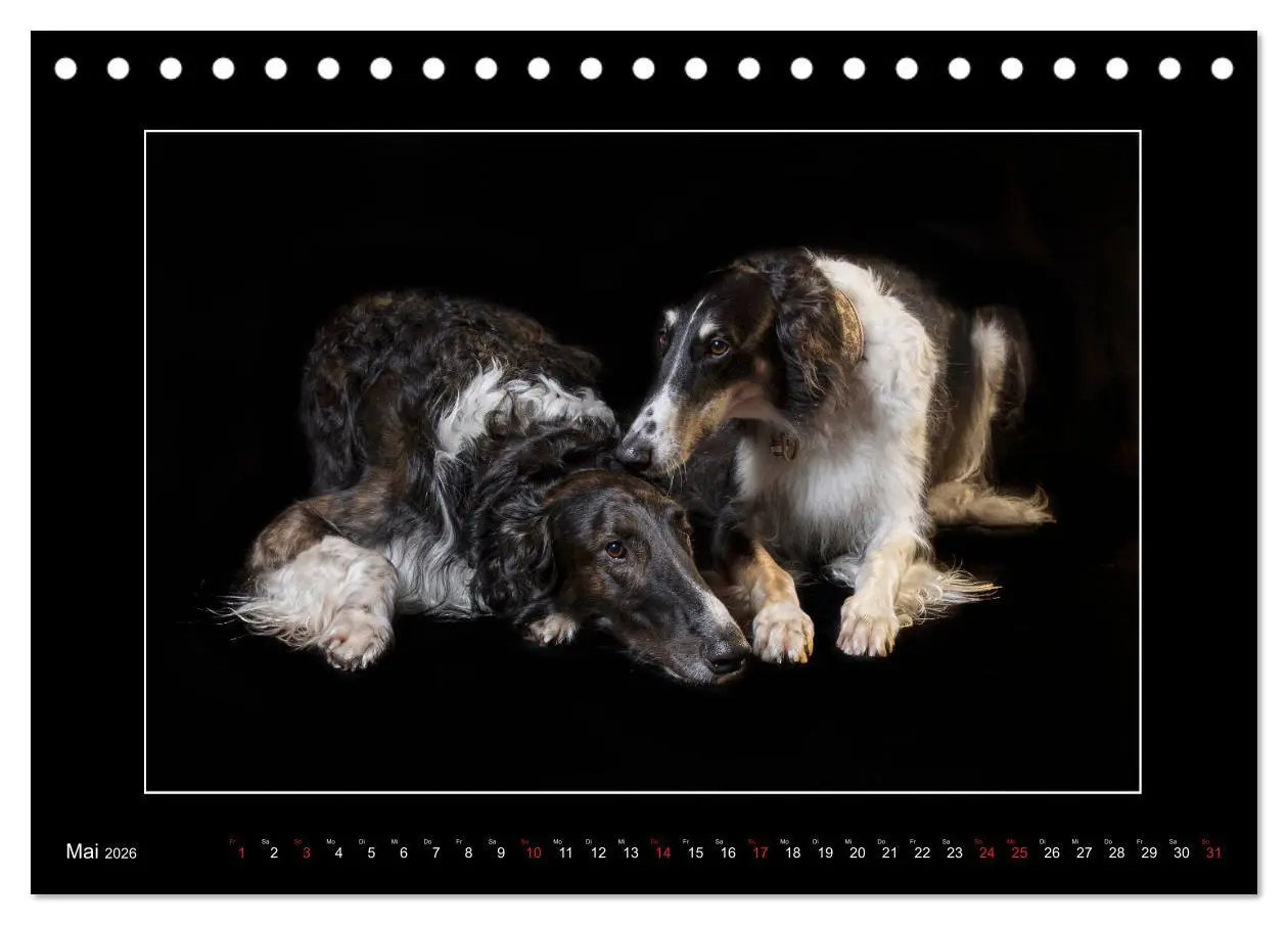 Bild: 9783457745342 | Windhunde - Schnelle Schönheiten (Tischkalender 2026 DIN A5 quer),...